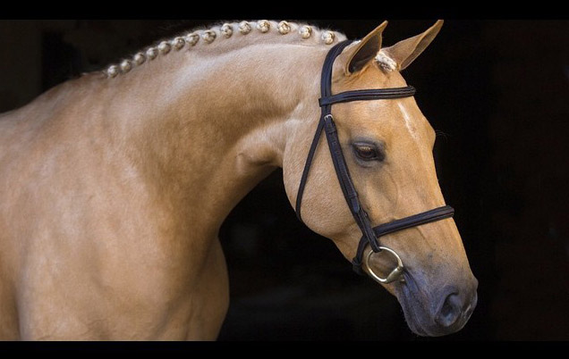 Palomino Horses